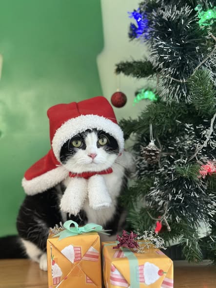 แมวเจ้าที่ลิตเติ้ลเหมียว มาสคอตประจำโรงพยาบาล