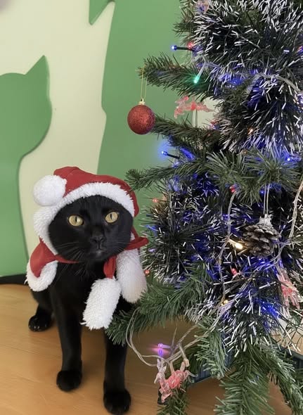 แมวมาสคอตลิตเติ้ลเหมียวใส่หมวกซานต้า