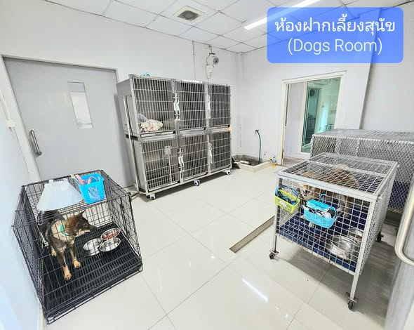 ห้องฝากเลี้ยงสัตว์พร้อมทีมดูแลต่อเนื่อง