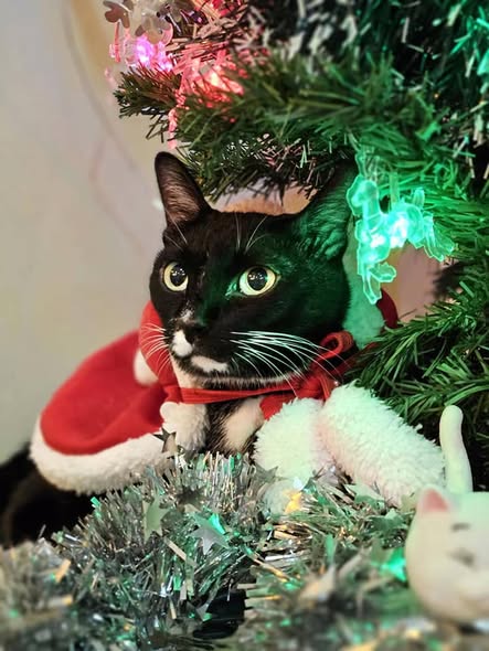 แมวทักซิโด้ใต้ต้นคริสต์มาส