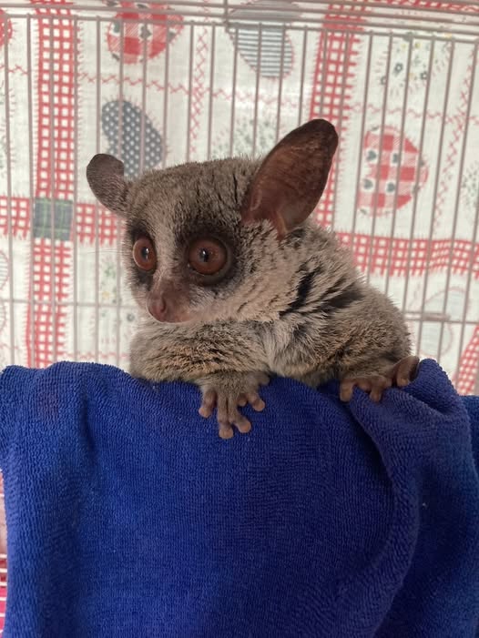 สัตว์เอกโซติกที่ได้รับการดูแลโดยทีมเฉพาะทาง