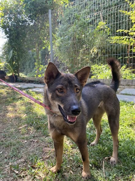 สุนัขที่ฟื้นตัวหลังการรักษา กำลังเล่นอย่างมีความสุข